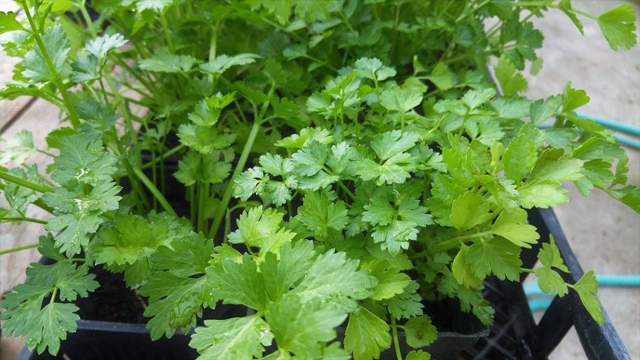 Comment planter de la coriandre ?