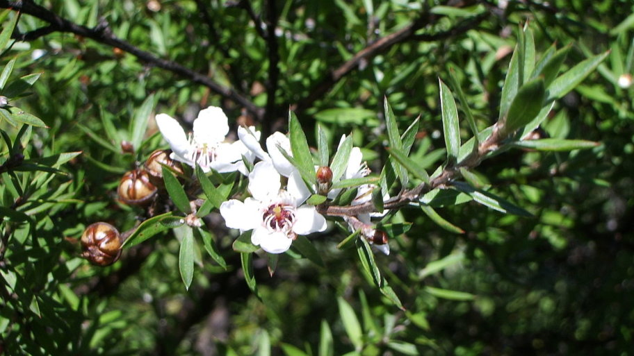 Tout ce qu’il y a à savoir le Manuka (et le miel de manuka)