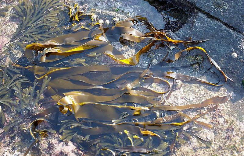 Laminaria Japonica : Zoom sur les vertus de cette algue