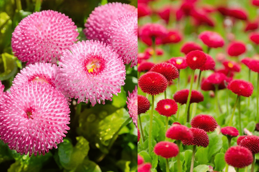 Ah la fameuse fleure la pâquerette pomponette