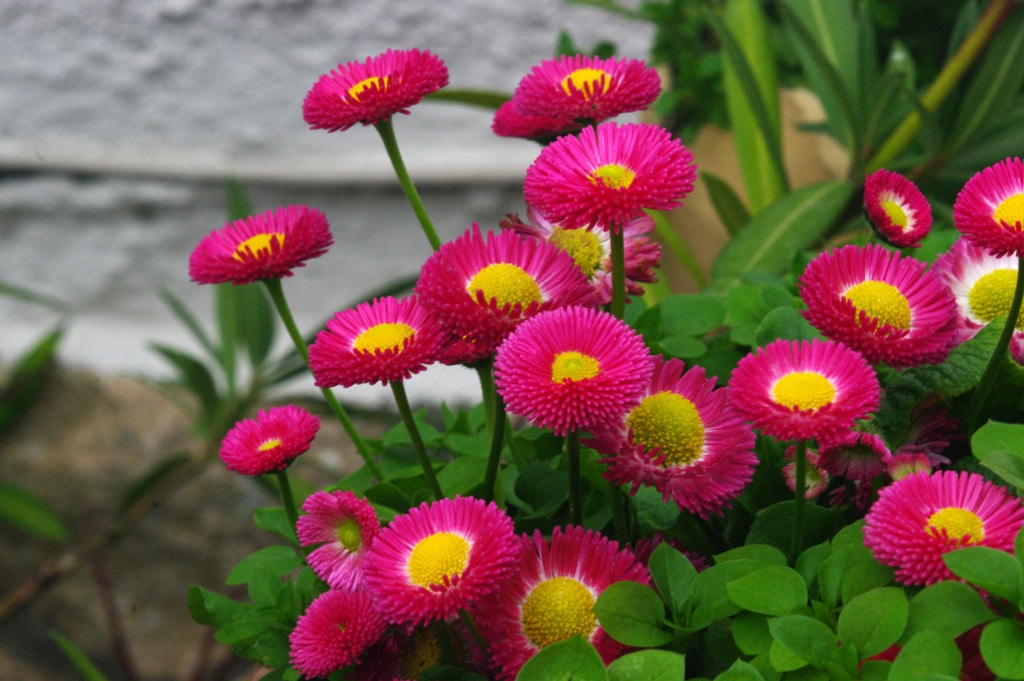 la pâquerette pomponette est l'une des plus belles fleures pour l'été