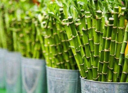 ah le bambou non traçant, il est vraiment génial 