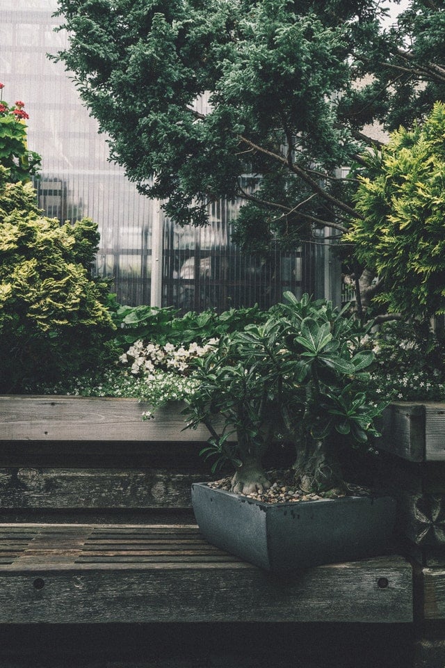 ah le bonsai ! petite arbuste magnifique venu tout droit d'asie