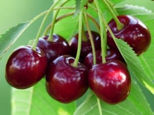 Bien choisir le bon Arbre Fruitier pour un beau jardin 