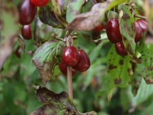 Le Cornus Mas a ses atouts : déco et pratique