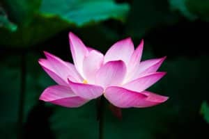 Tout sur la Fleur de Lotus