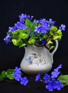 Le Myosotis est une très belle fleur d'intérieur et d'extérieur