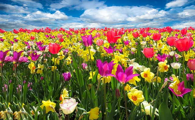 Sachez apprécier la beauté éphémère de la jonquille – Avant Gardening