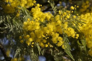 Tout la beauté du Mimosa d'Hiver