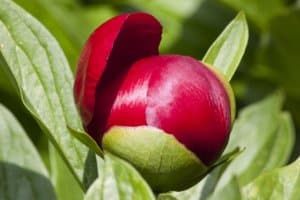 Un jardin haut en couleur grâce à la Pivoine