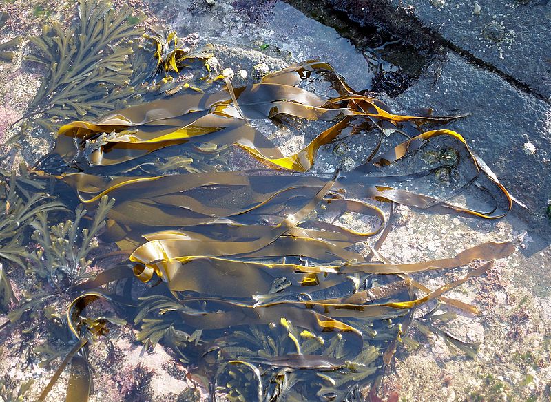 Le Laminaria Japonica peut s'avérer très utile en cas de problème de santé