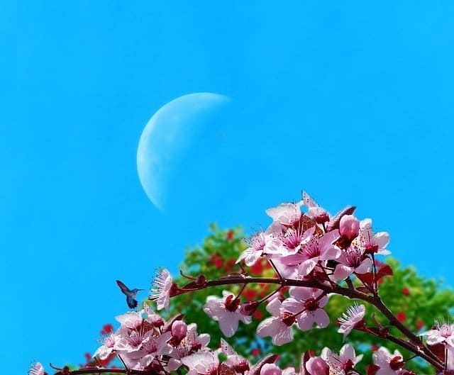 Il est essentiel de se conformer aux détails du Calendrier Lunaire Jardin