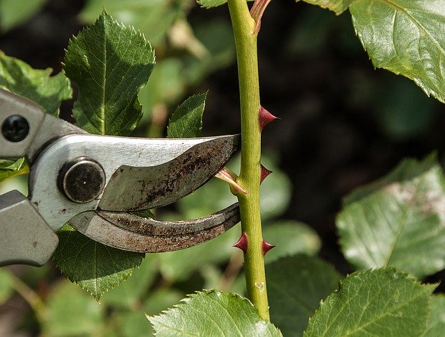 Quand Tailler les Rosiers consiste à bien repérer à quel type de plante on a à faire