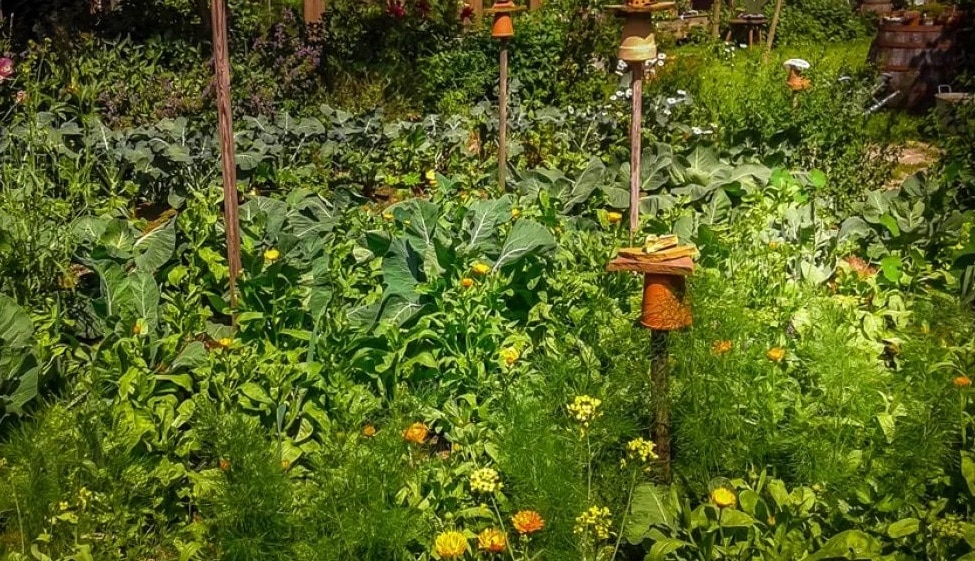 Le Jardin de la permaculture, c'est la base de l'écologie