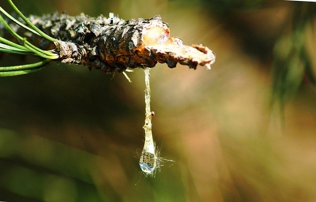 Elle est obtenue par distillation et purification de nombreuses espèces d’arbres résineux