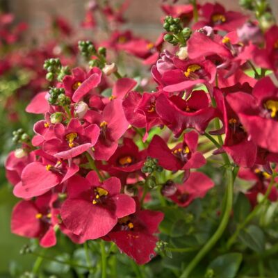 Fleurir un balcon, pas si difficile