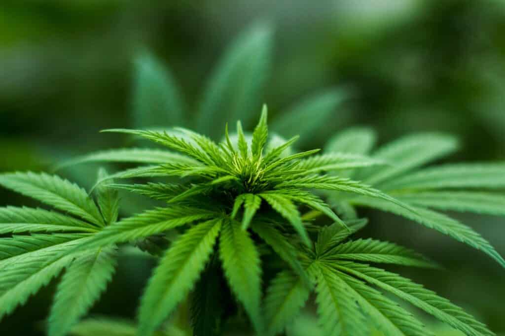 Exemple de cannabis