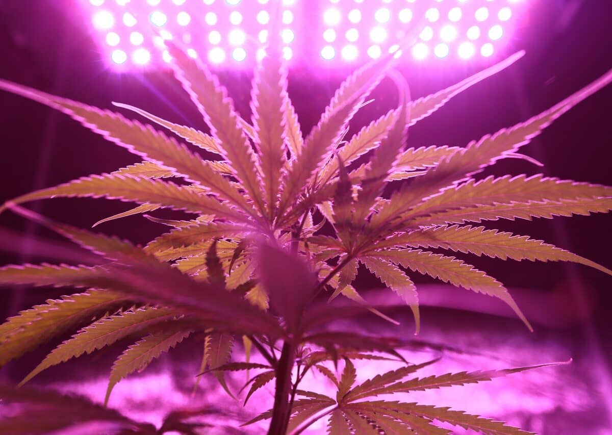 Exemple d'une plante de weed