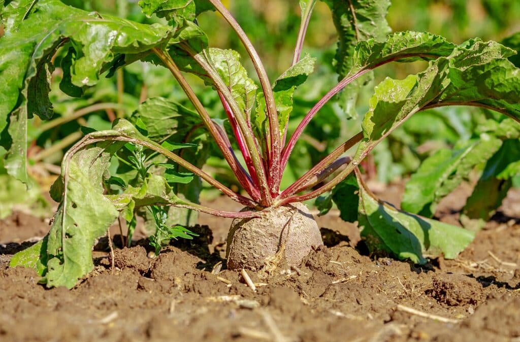 légumes faciles à planter