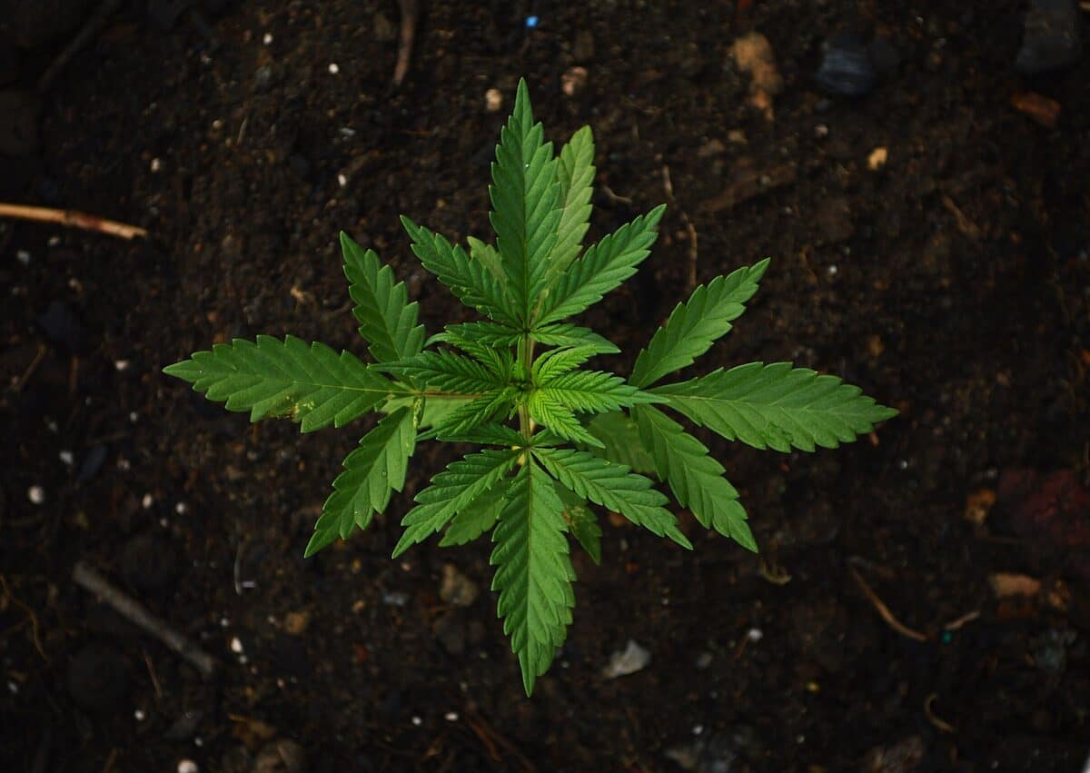 cultiver du CBD en France