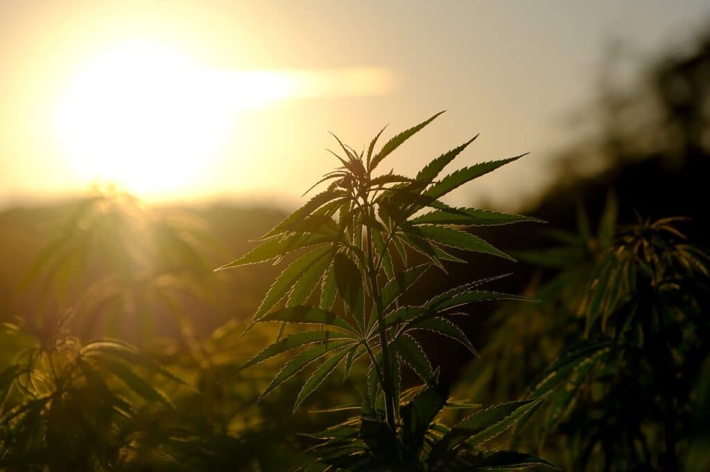 production du CBD