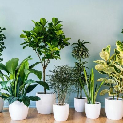 Plantes vertes d'intérieur