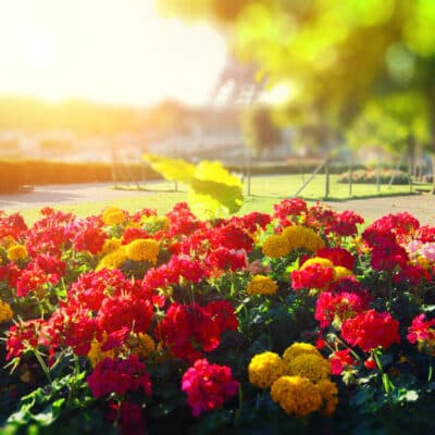 comment créer un beau massif fleuri 