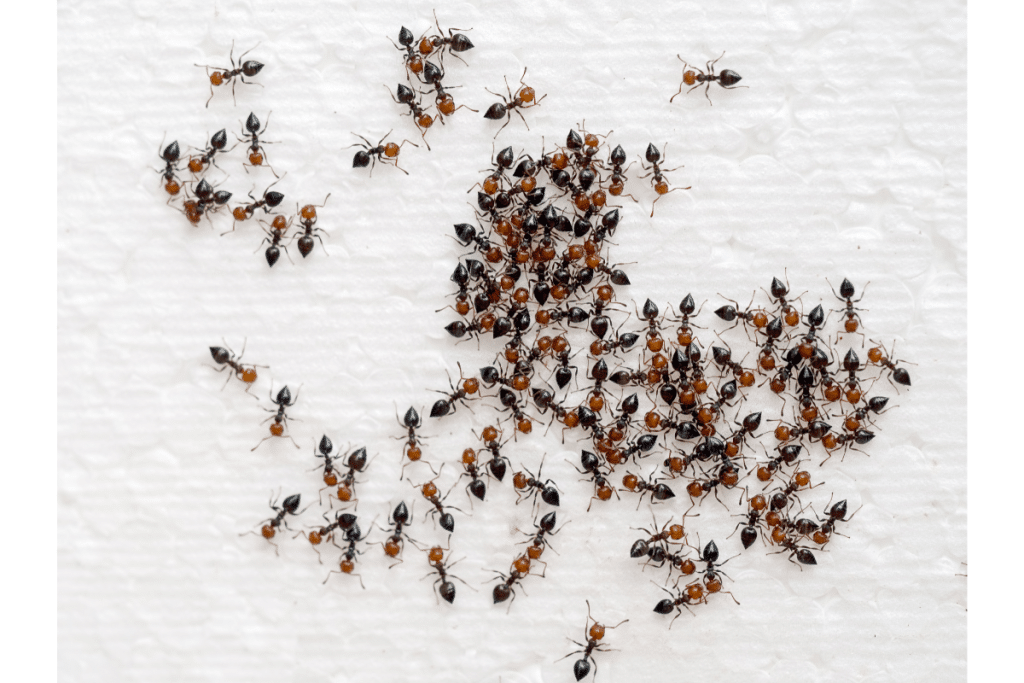 débarrasser des fourmis