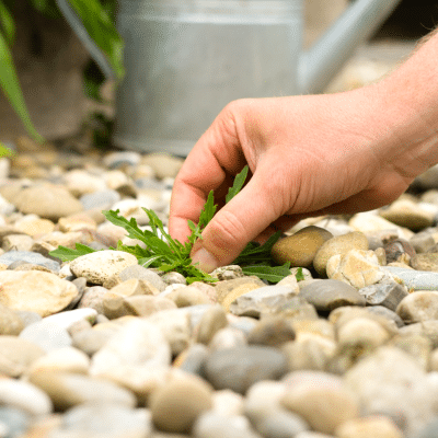mauvaises herbes dans le gravier