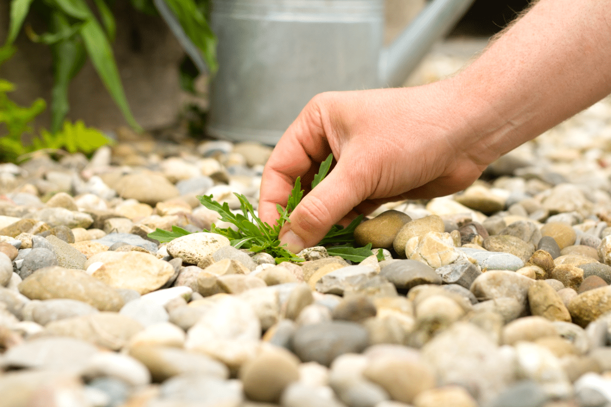 mauvaises herbes dans le gravier