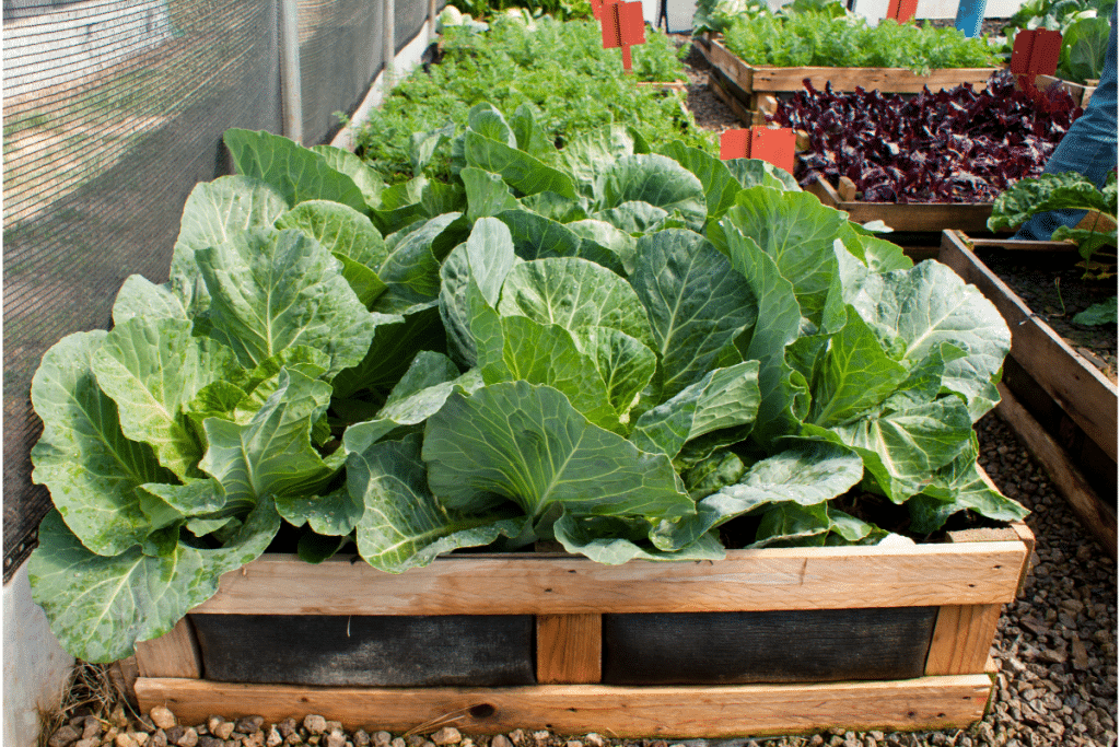 potager sur pied avec des palettes
