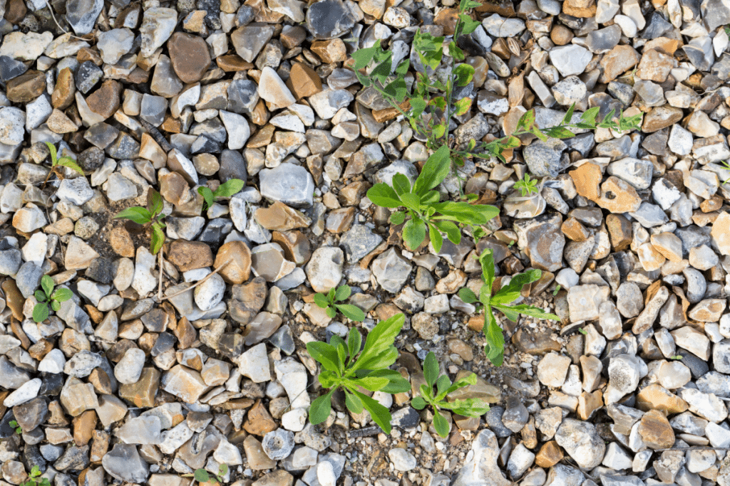 utiliser un désherbeur sur les mauvaises herbes dans le gravier
