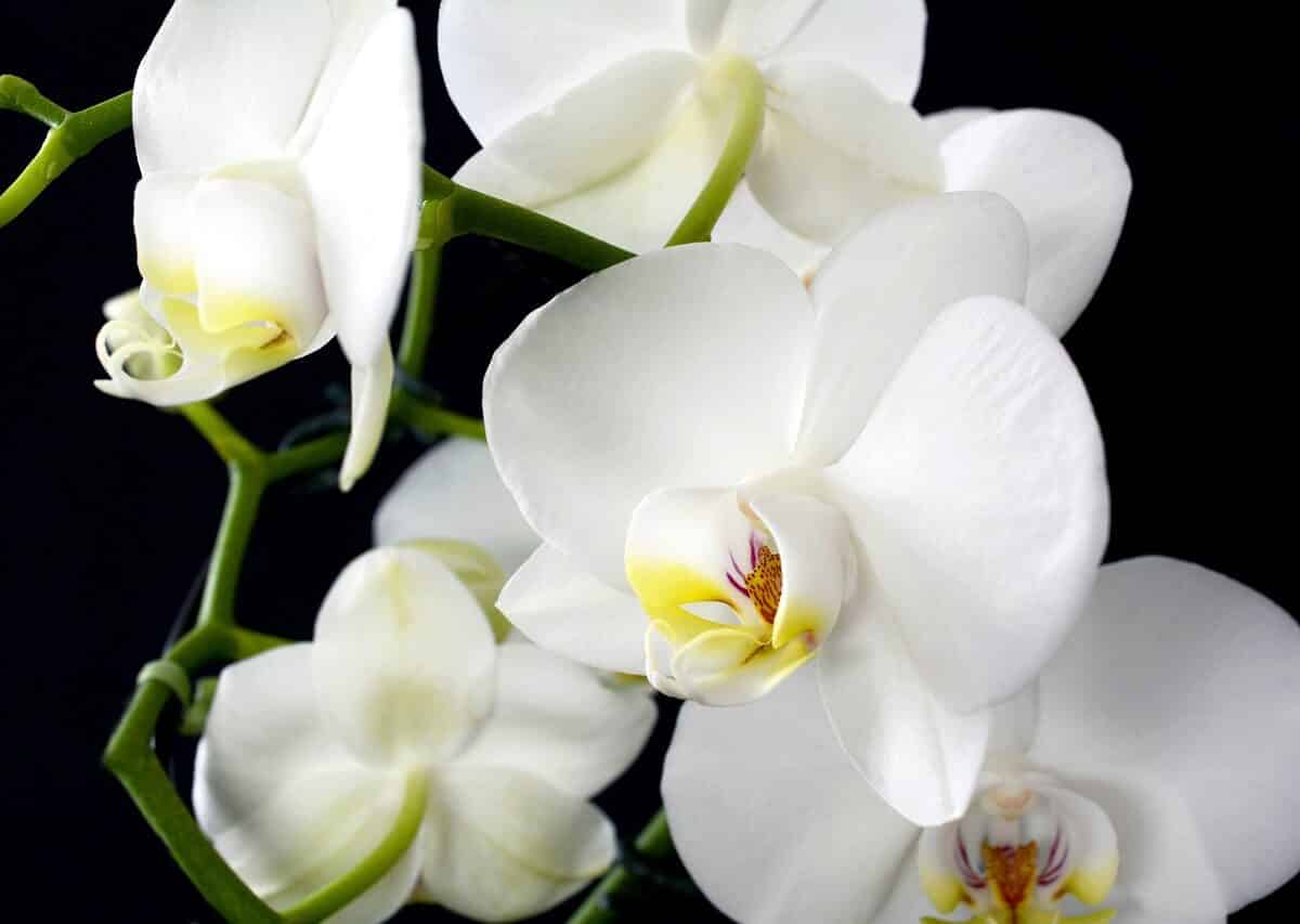 conseils et astuces pour faire pousser une hampe d’orchidée