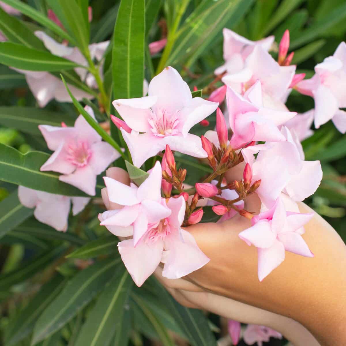 composition d’un massif de plantes vivaces comment la faire