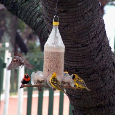 comment fabriquer mangeoire oiseaux bouteille plastique