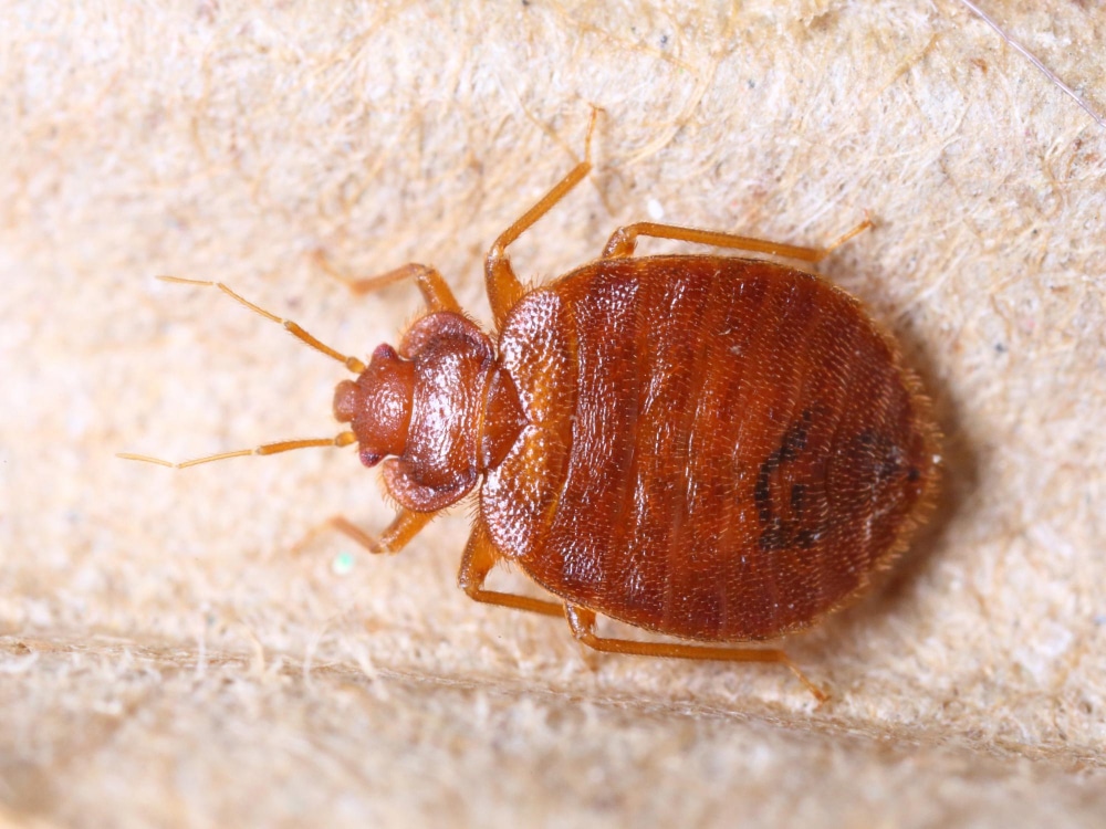 Les différents signes qui peuvent indiquer une infestation de punaises de lit