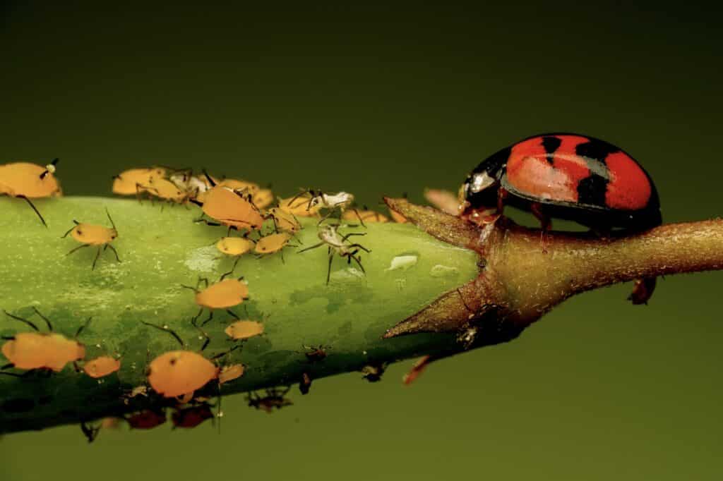 pucerons sur une plante