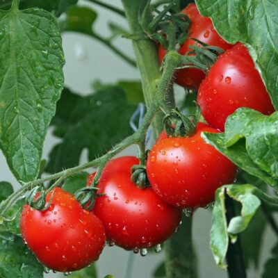 quel est le meilleur engrais pour les tomates notre sélection