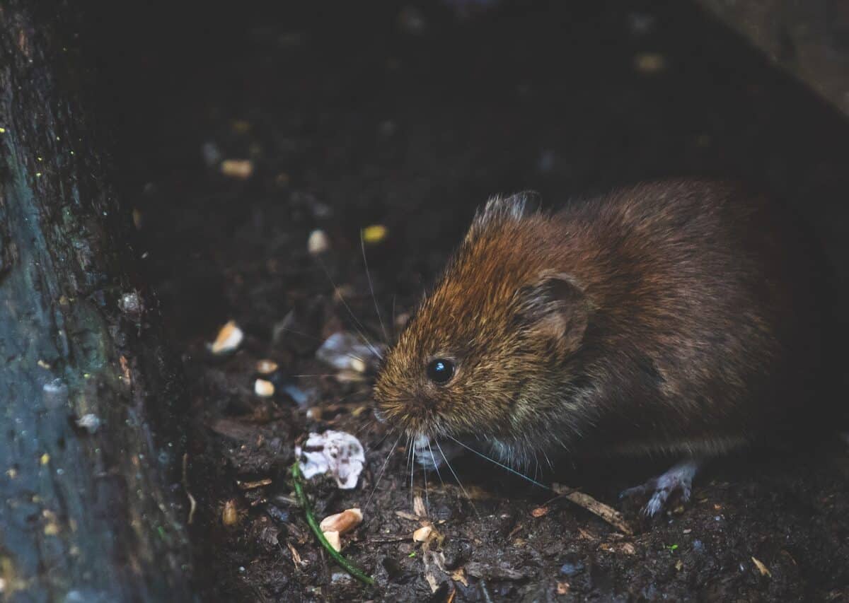 se débarrasser des rats