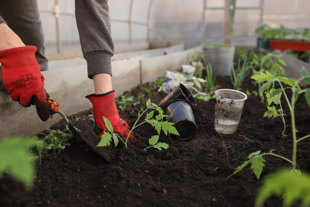 faire pousser des tomates dans le jardin