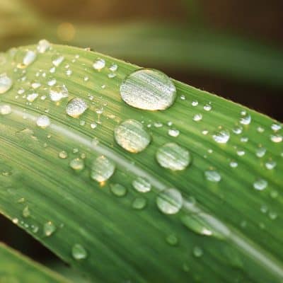 Système de collecte d'eau de pluie