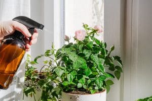 Arrosage de plante intérieure
