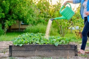 Arrosage de plantes au potager