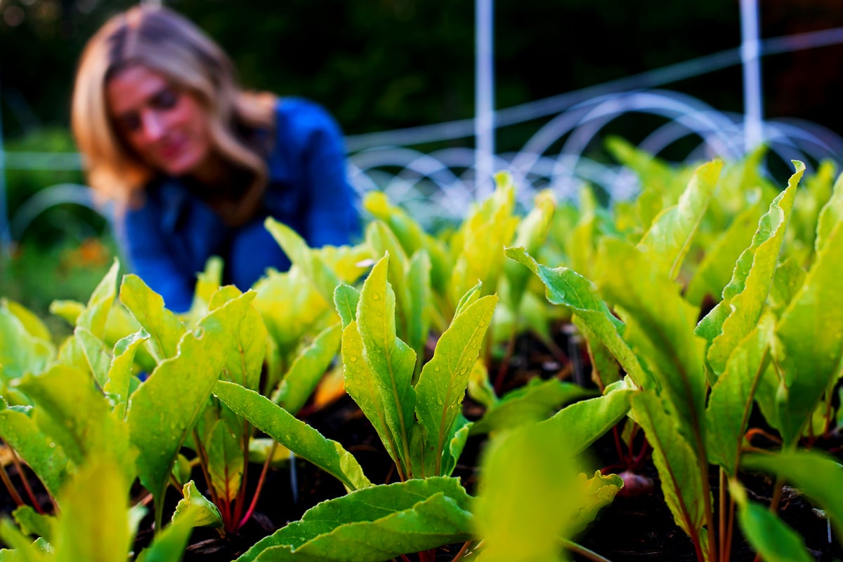 Femme au potager