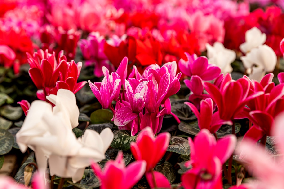 Cyclamens en fleur