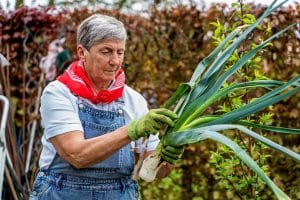 Senior inspectant une tige de poireau