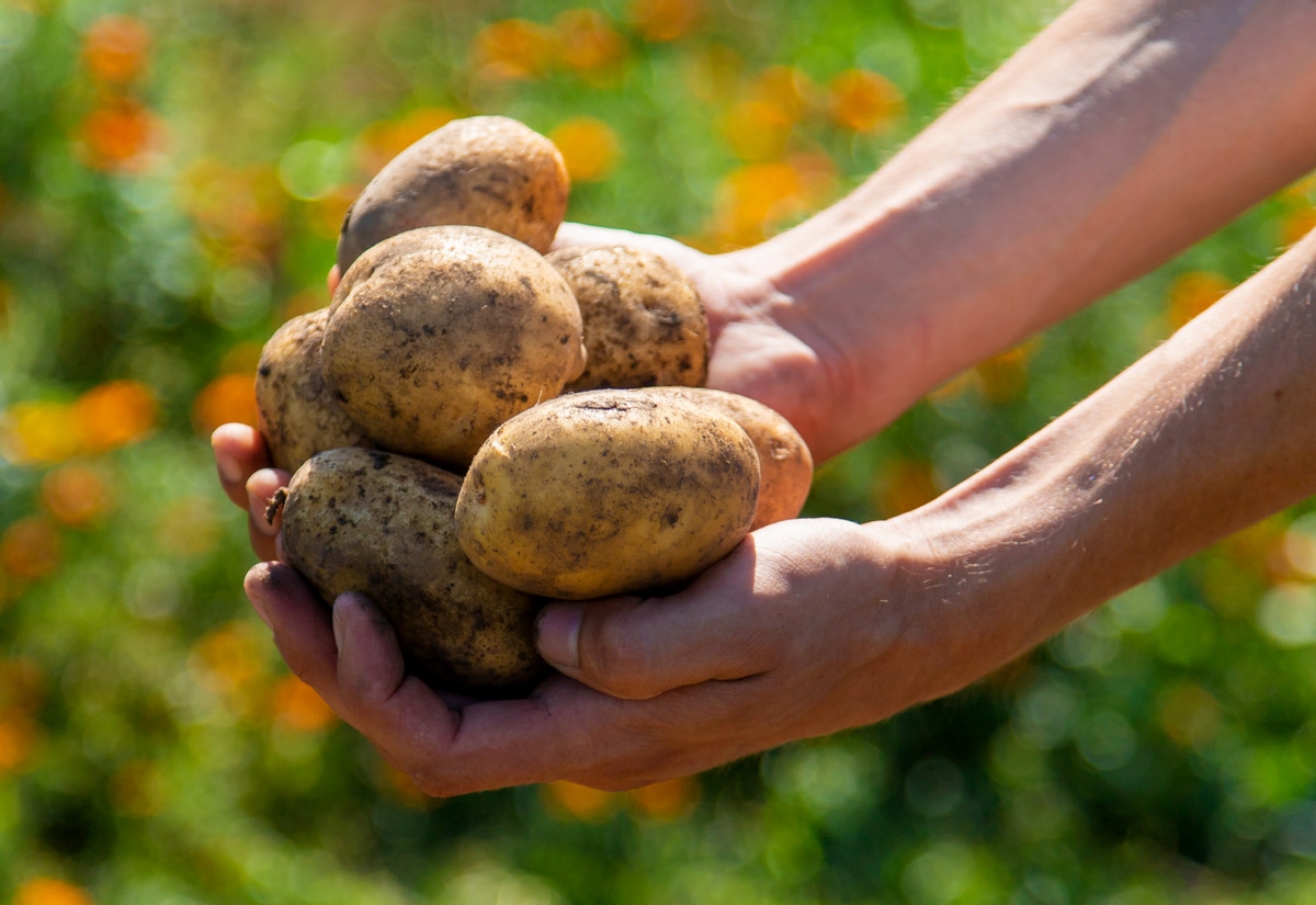Pomme de terre