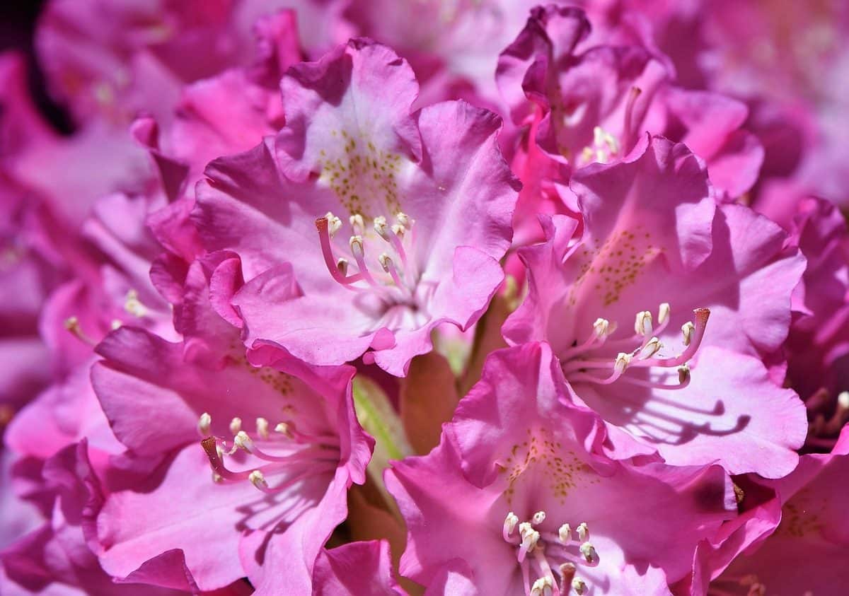 Guide complet pour l'entretien de rhododendron en pot