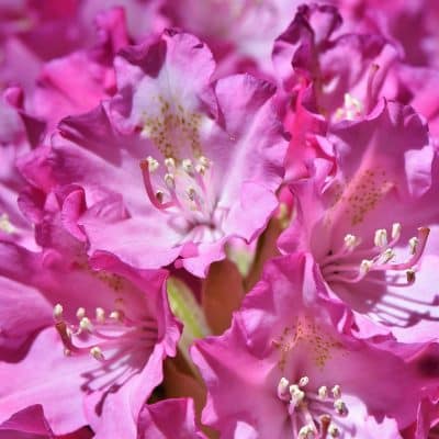 Guide complet pour l'entretien de rhododendron en pot