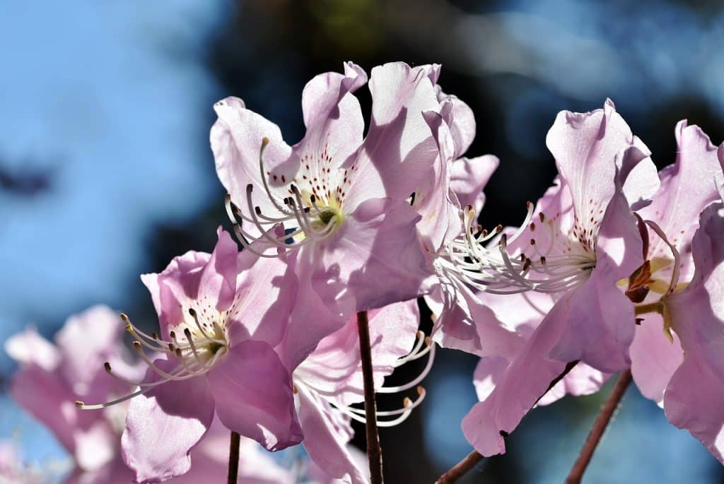 entretien du rhododendron en pot